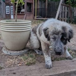 Biggie, ADOPTABLE, Young Male Great Pyrenees.