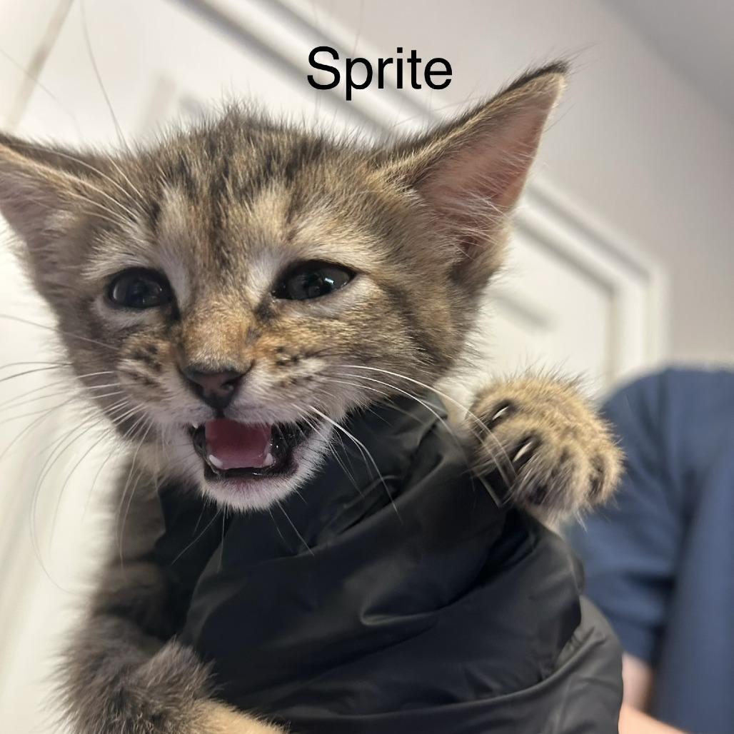 Sprite, Adoptable, Kitten Female Domestic Short Hair.