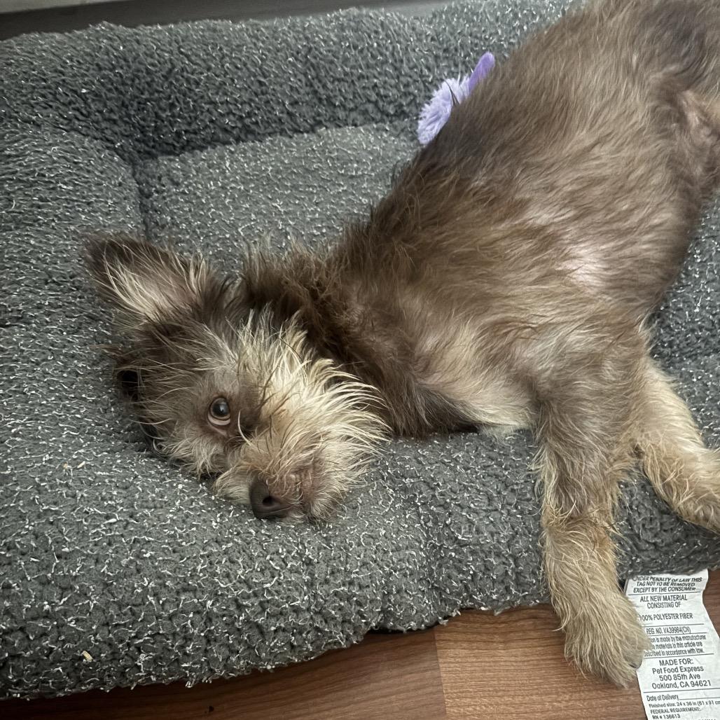 Fozzie Bear, Adoptable, Young Male Mixed Breed.