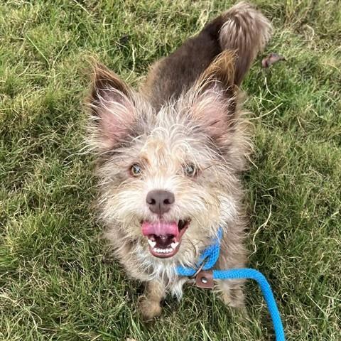 Enlarge Fozzie Bear, a Adoptable Mixed Breed in Pacific Grove, CA image 2/6