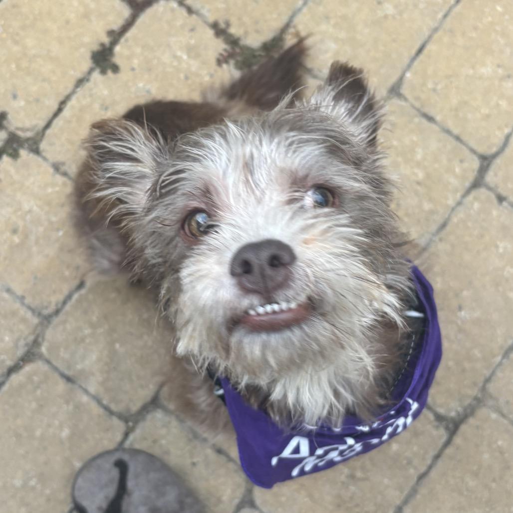 Enlarge Fozzie Bear, a Adoptable Mixed Breed in Pacific Grove, CA image 3/6