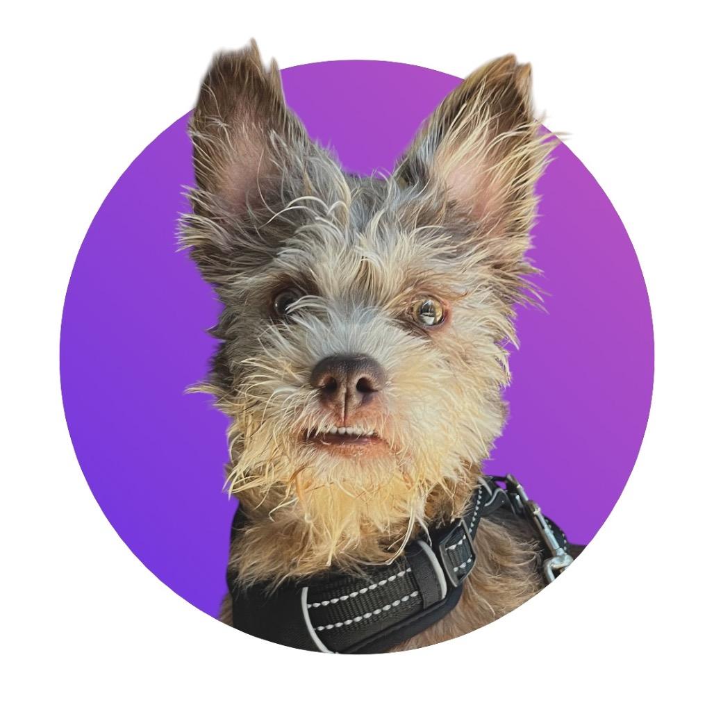 Enlarge Fozzie Bear, a Adoptable Mixed Breed in Pacific Grove, CA image 4/6