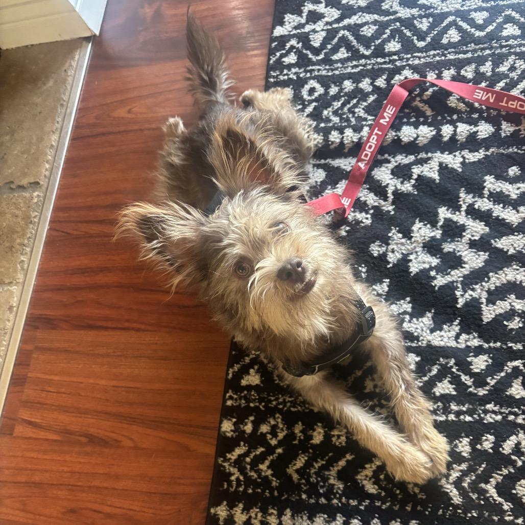 Enlarge Fozzie Bear, a Adoptable Mixed Breed in Pacific Grove, CA image 5/6