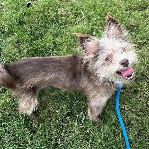Enlarge Fozzie Bear, a Adoptable Mixed Breed in Pacific Grove, CA image 6/6