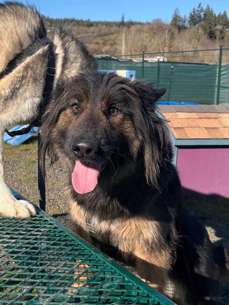 Zuri, a Adoptable German Shepherd Dog in St. Helens, OR image 2/6