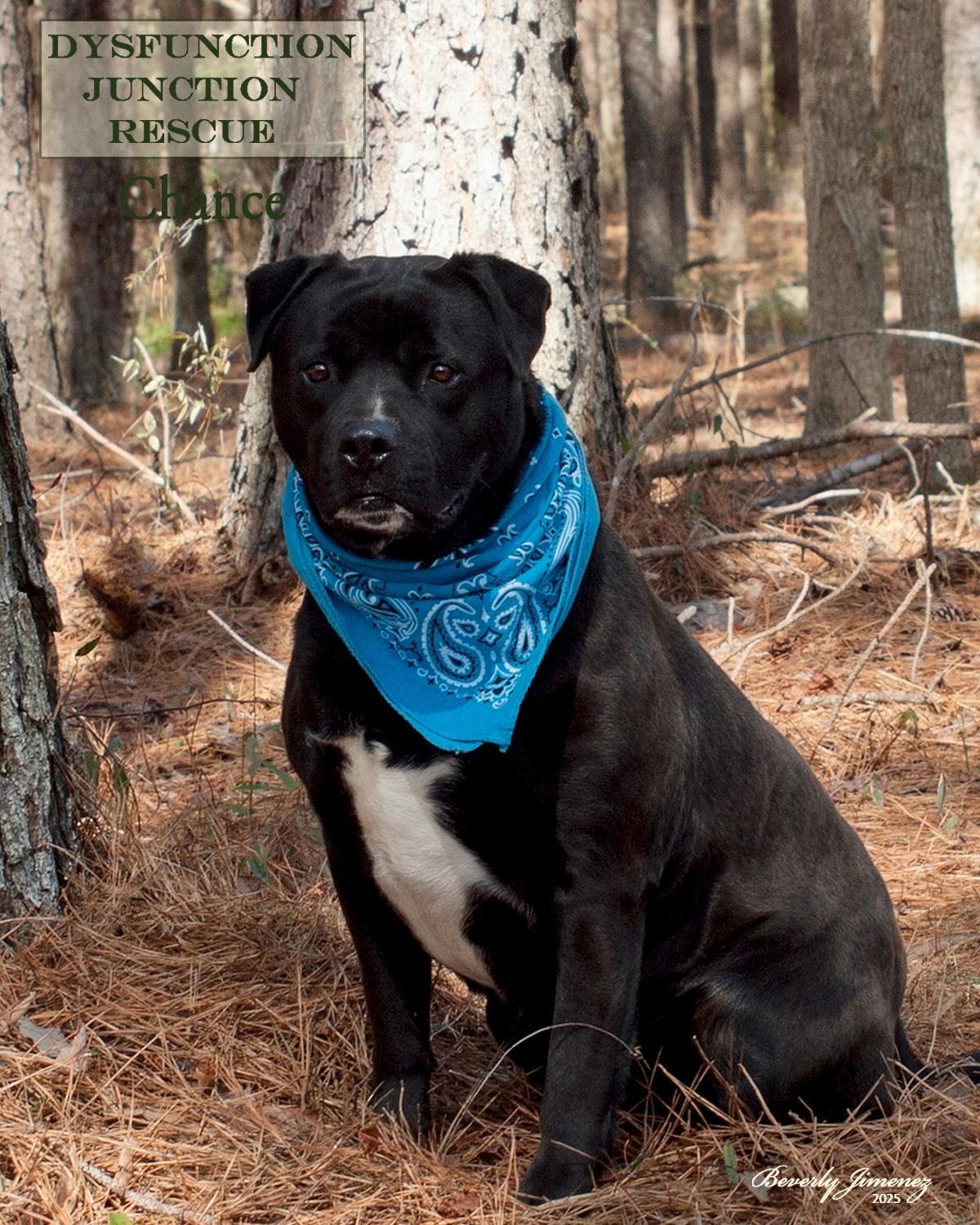 Enlarge Chance, a Adoptable mixed breed in Jeffersonville, GA image 2/3