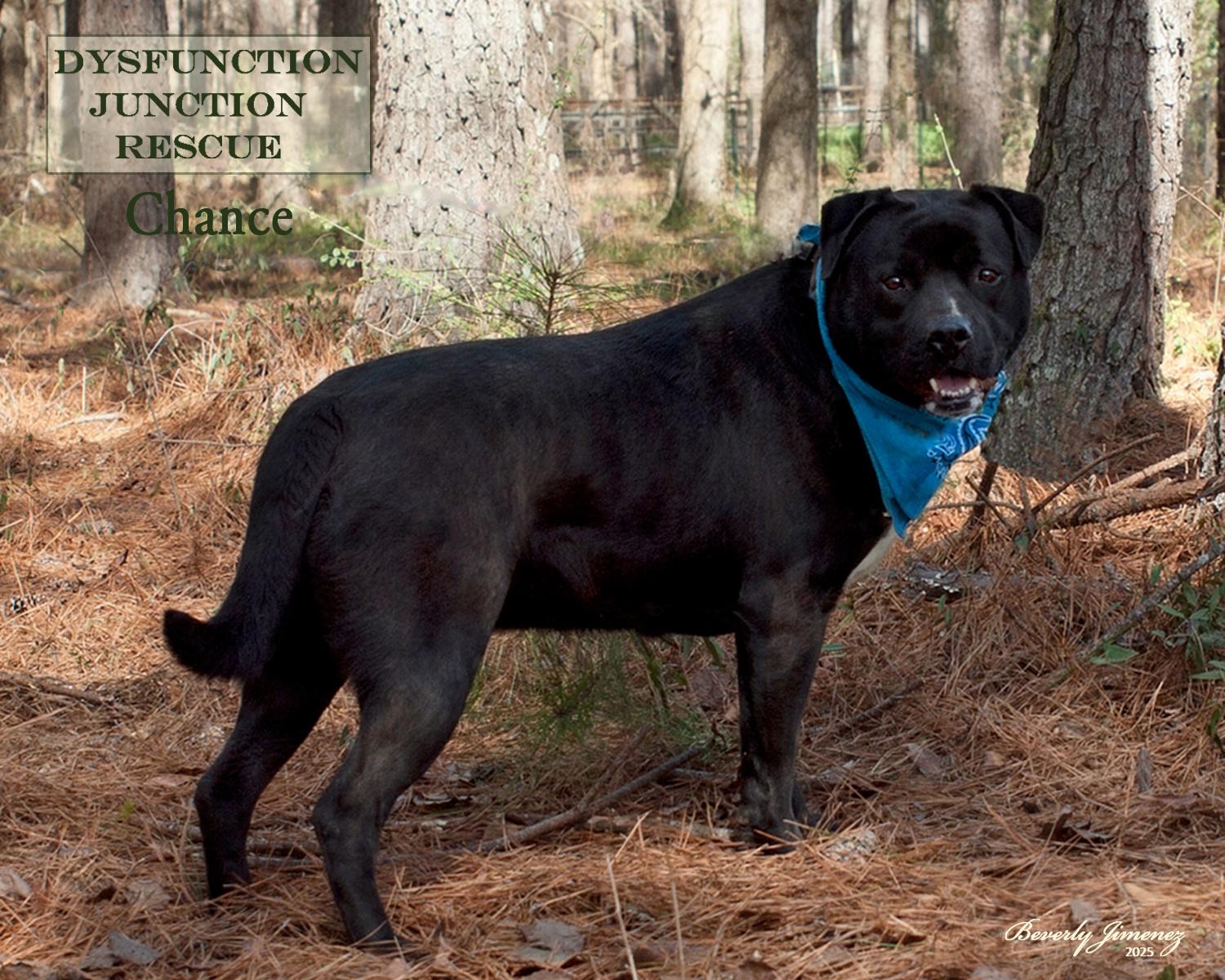Enlarge Chance, a Adoptable mixed breed in Jeffersonville, GA image 3/3
