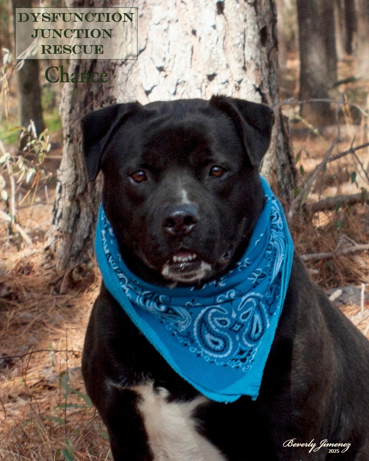 Chance, Adoptable, Young Male Black Labrador Retriever & Pit Bull Terrier.
