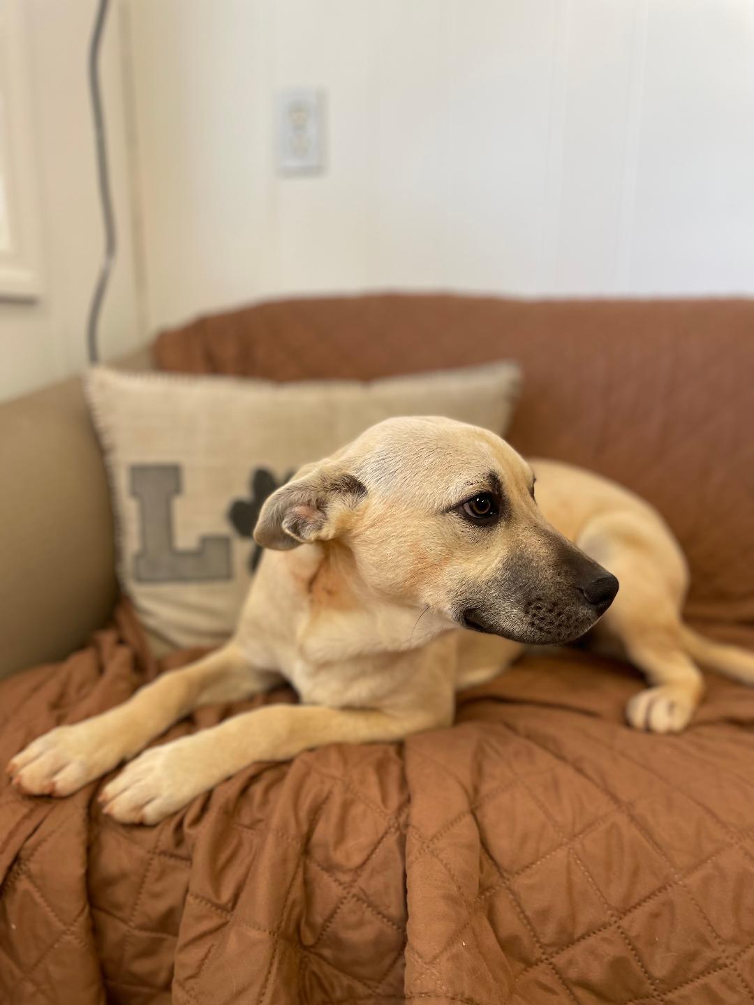 Fiona, Adopted, Young Female Labrador Retriever & Black Mouth Cur.