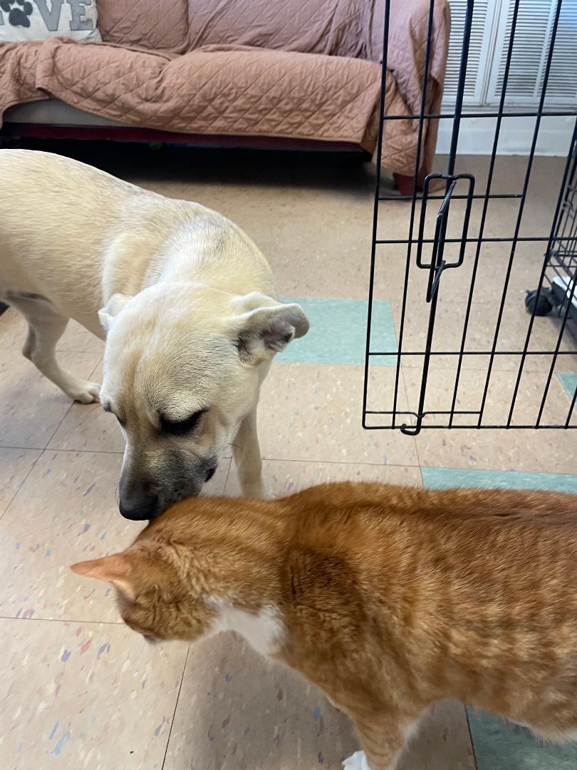 Fiona, a Adopted mixed breed in Lancaster, SC image 2/4