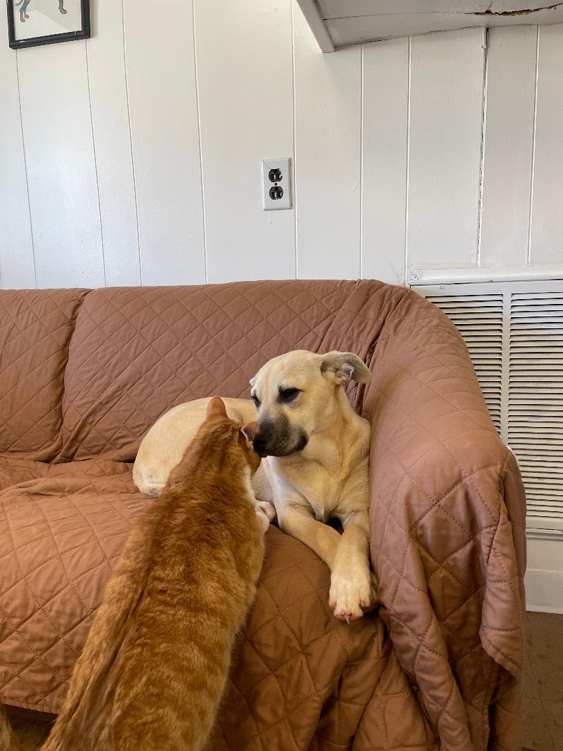 Fiona, a Adopted mixed breed in Lancaster, SC image 3/4