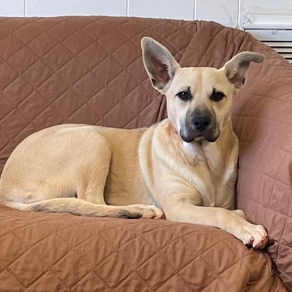 Fiona, a Adopted mixed breed in Lancaster, SC image 4/4