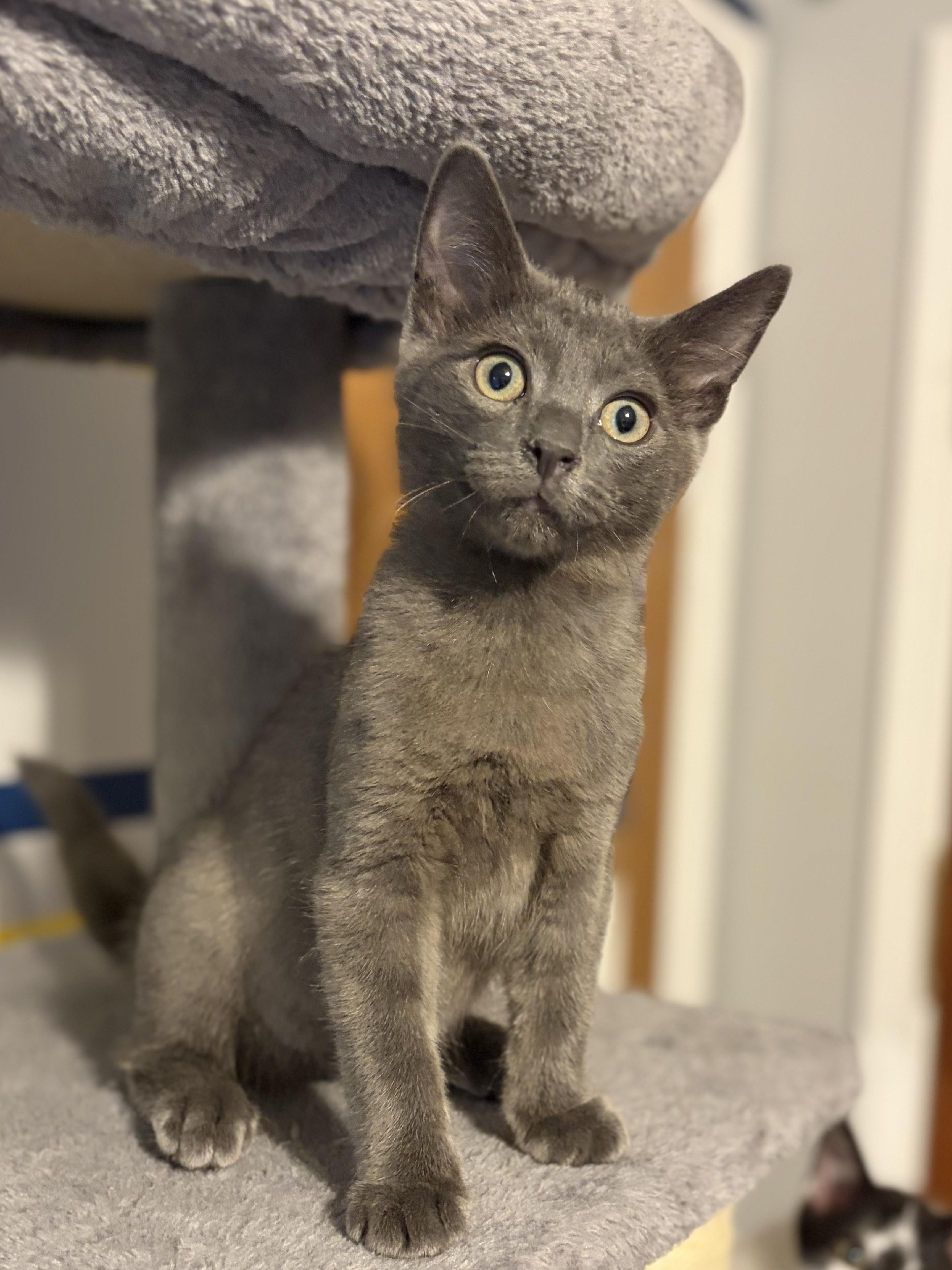 Enlarge Otto (stud muffin), a Adoptable Domestic Short Hair in South Lyon, MI image 2/4