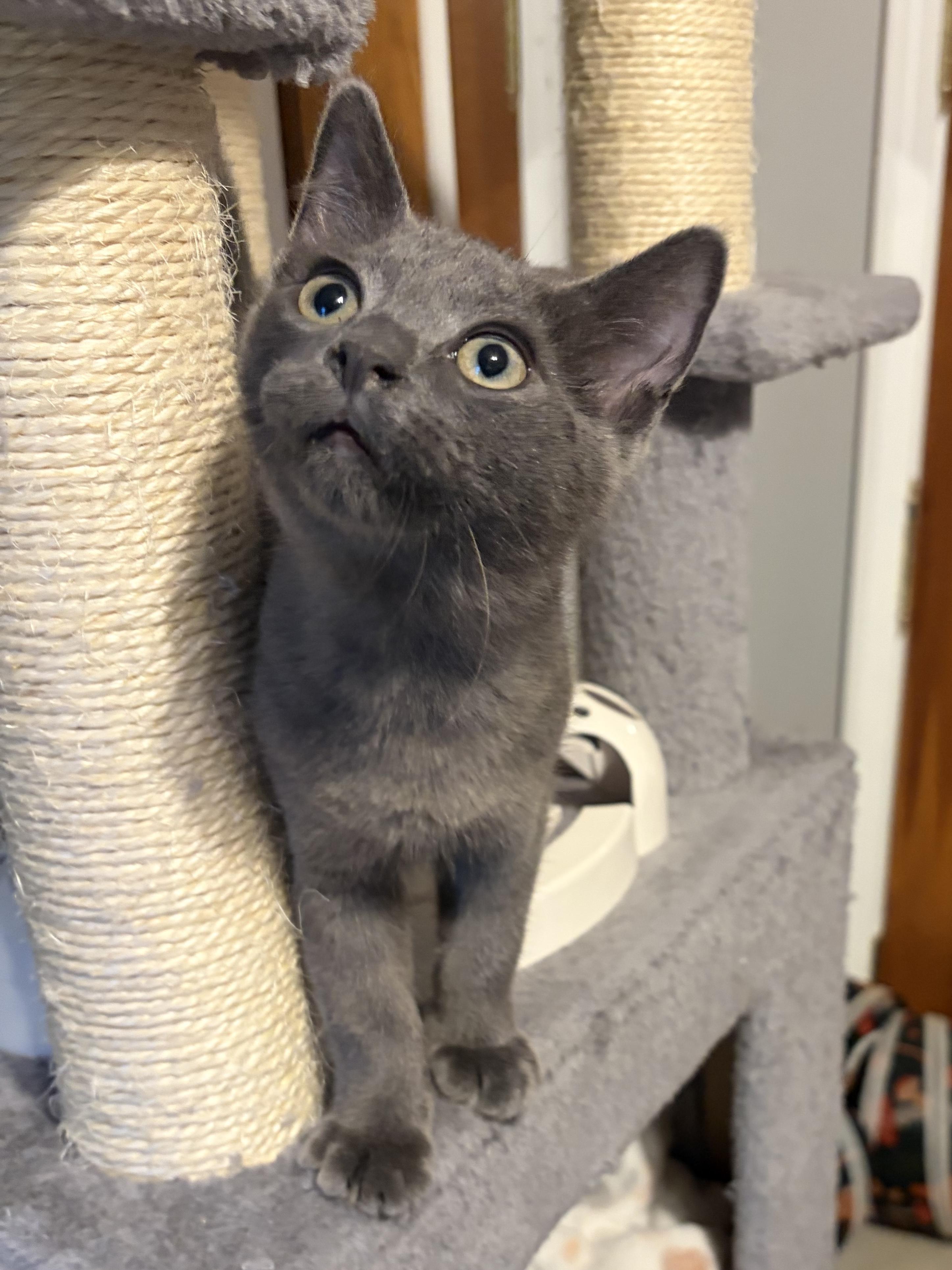 Enlarge Otto (stud muffin), a Adoptable Domestic Short Hair in South Lyon, MI image 3/4