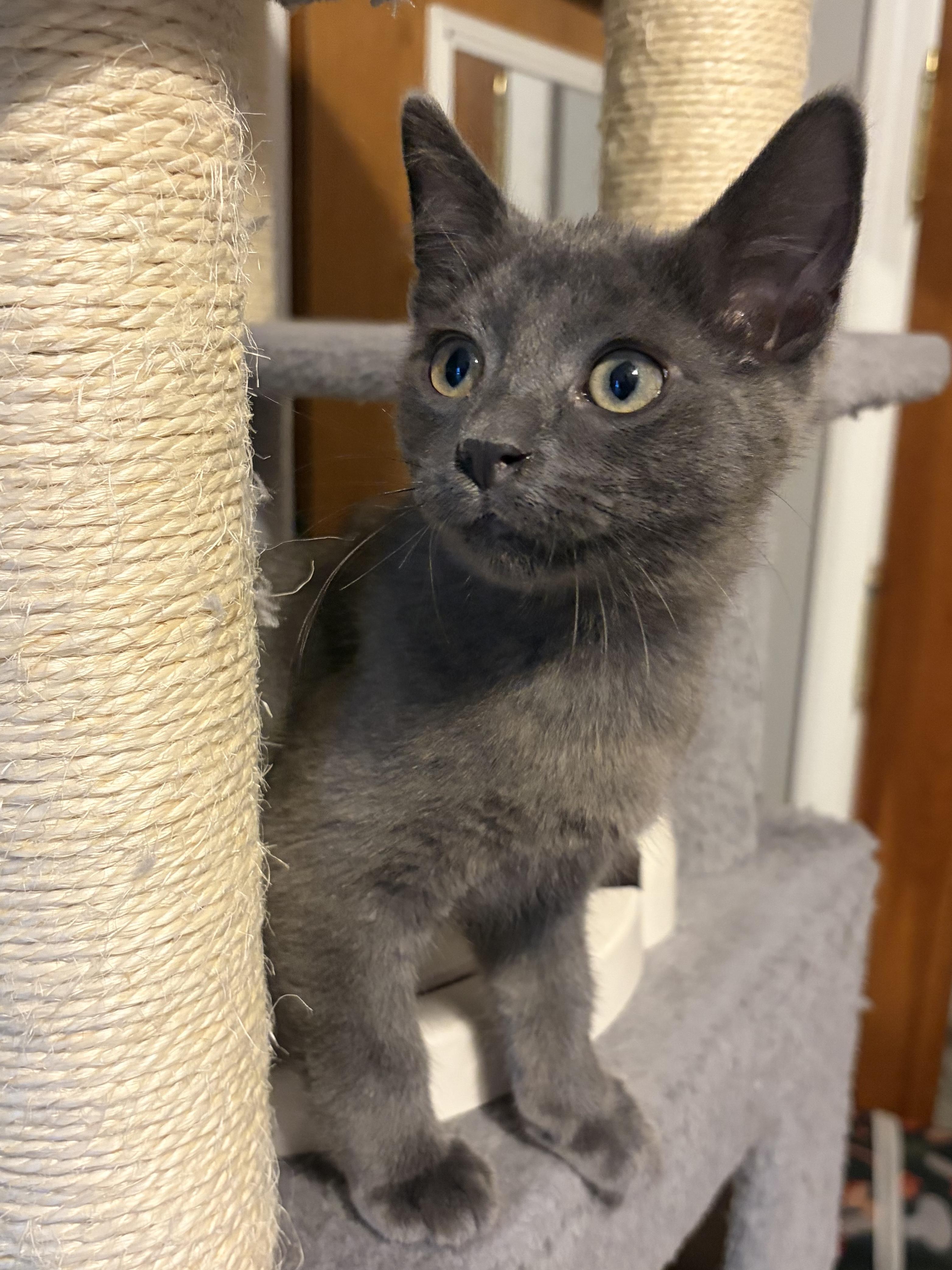 Enlarge Otto (stud muffin), a Adoptable Domestic Short Hair in South Lyon, MI image 4/4