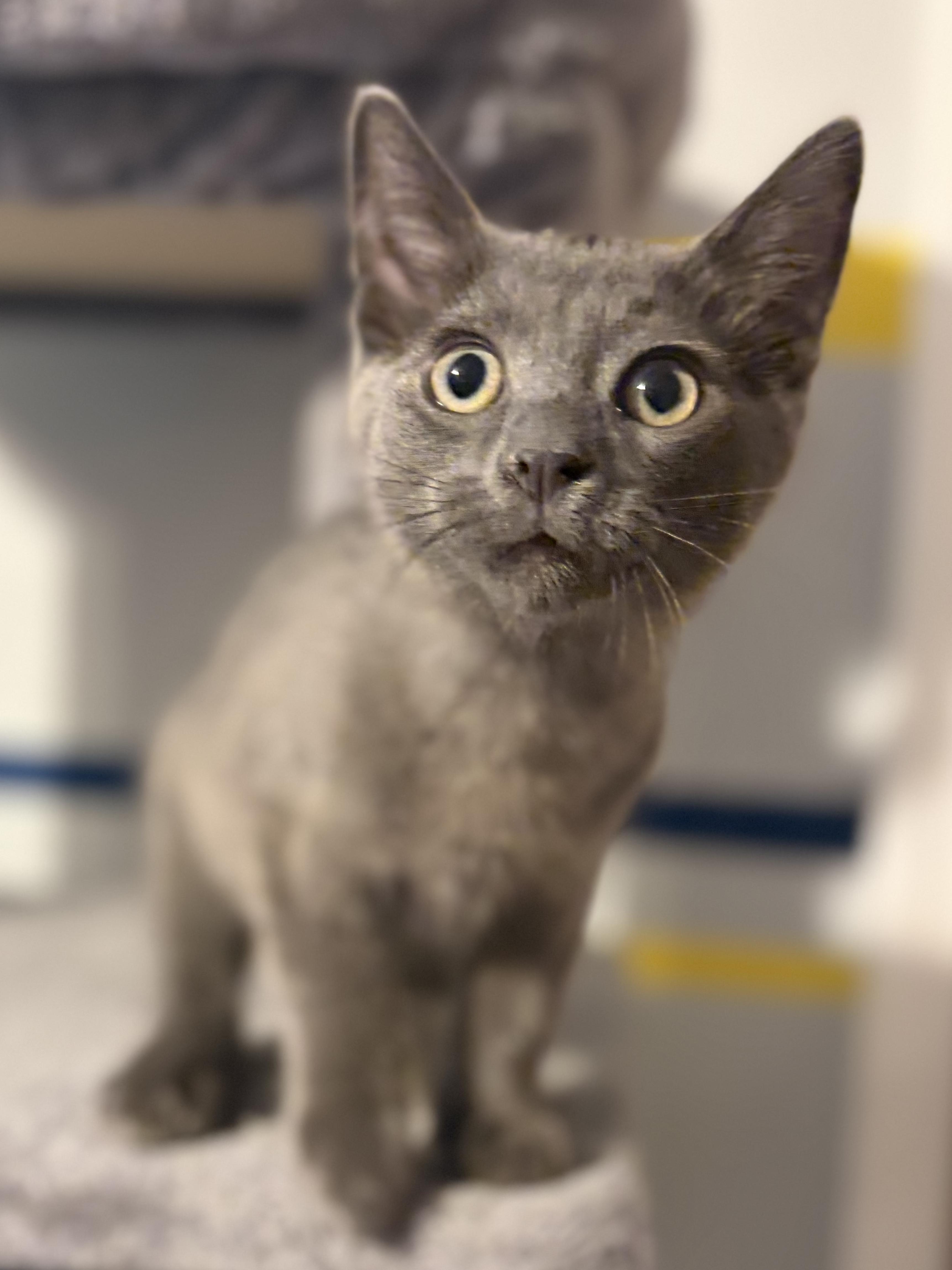 Enlarge Otto (stud muffin), a Adoptable Domestic Short Hair in South Lyon, MI image 1/4