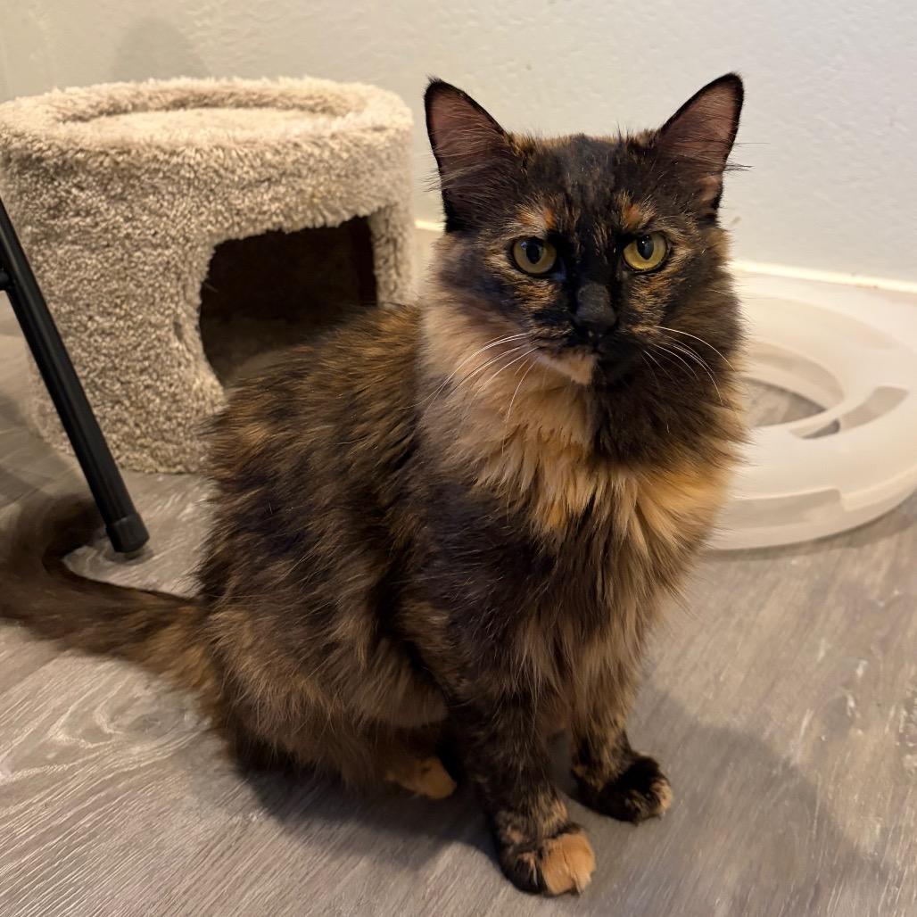 Enlarge Julep, a Adoptable Domestic Long Hair in Talent, OR image 3/3