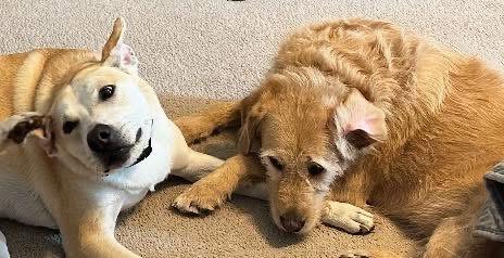 Enlarge Bella & Benji (Bonded Pair), a Adopted mixed breed in Lake Saint Louis, MO image 3/5