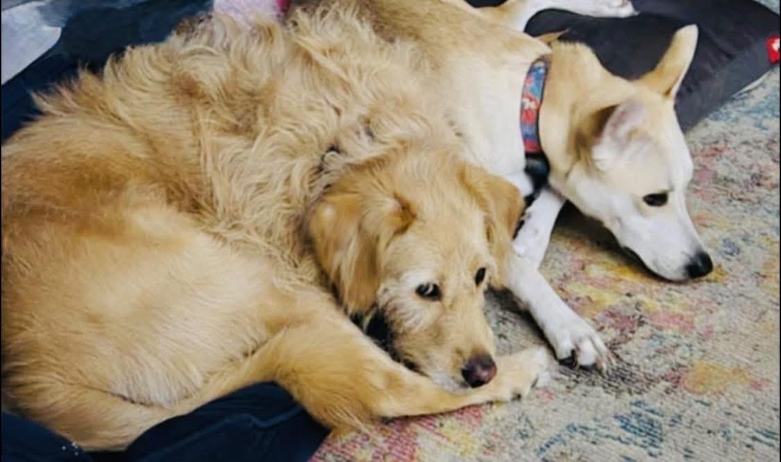 Bella & Benji (Bonded Pair) 2