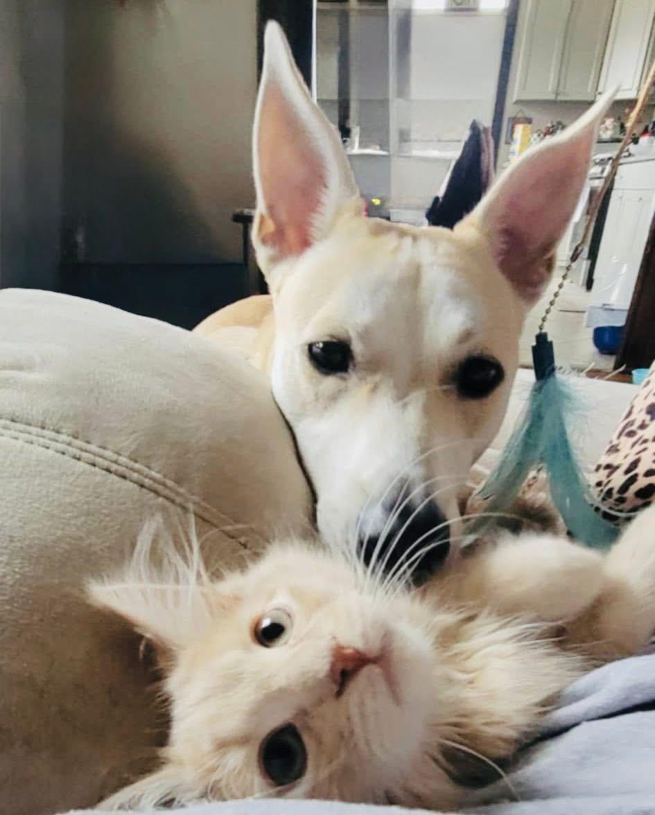 Bella & Benji (Bonded Pair) 4