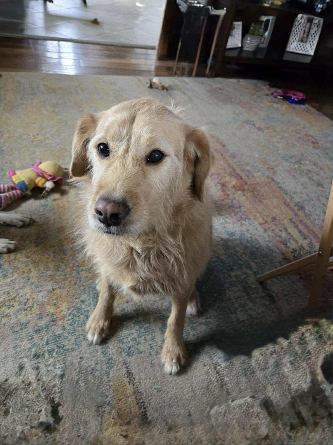 Enlarge Bella & Benji (Bonded Pair), a Adopted mixed breed in Lake Saint Louis, MO image 5/5