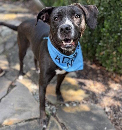 Sayla, Adoptable, Adult Female Pit Bull Terrier.
