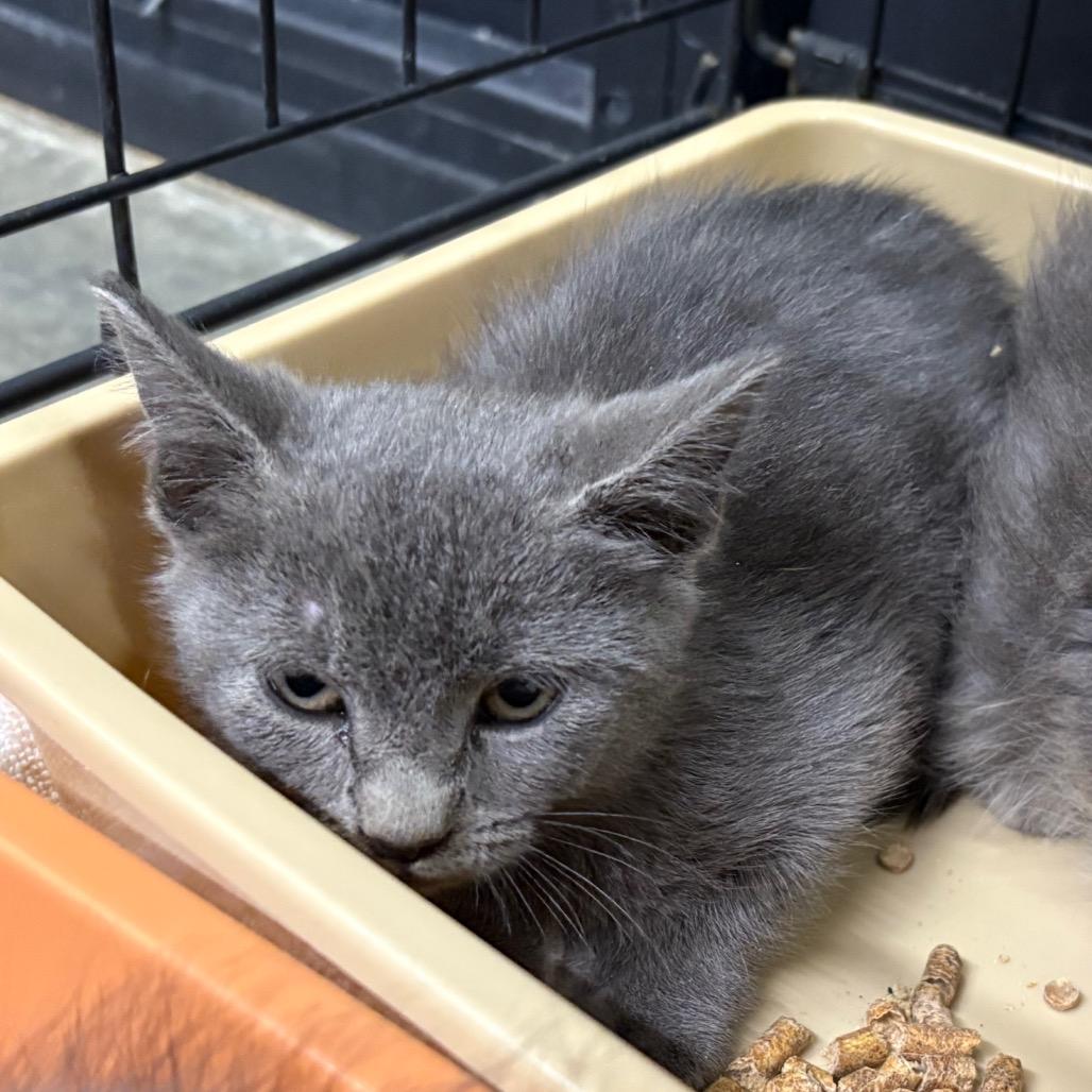 Enlarge Gift Box, a Adoptable Domestic Short Hair in Morganton, NC image 1/1