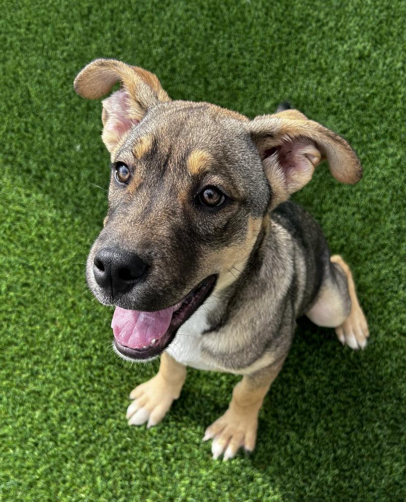Enlarge Koda, a Adoptable mixed breed in bellefontaine, OH image 1/6