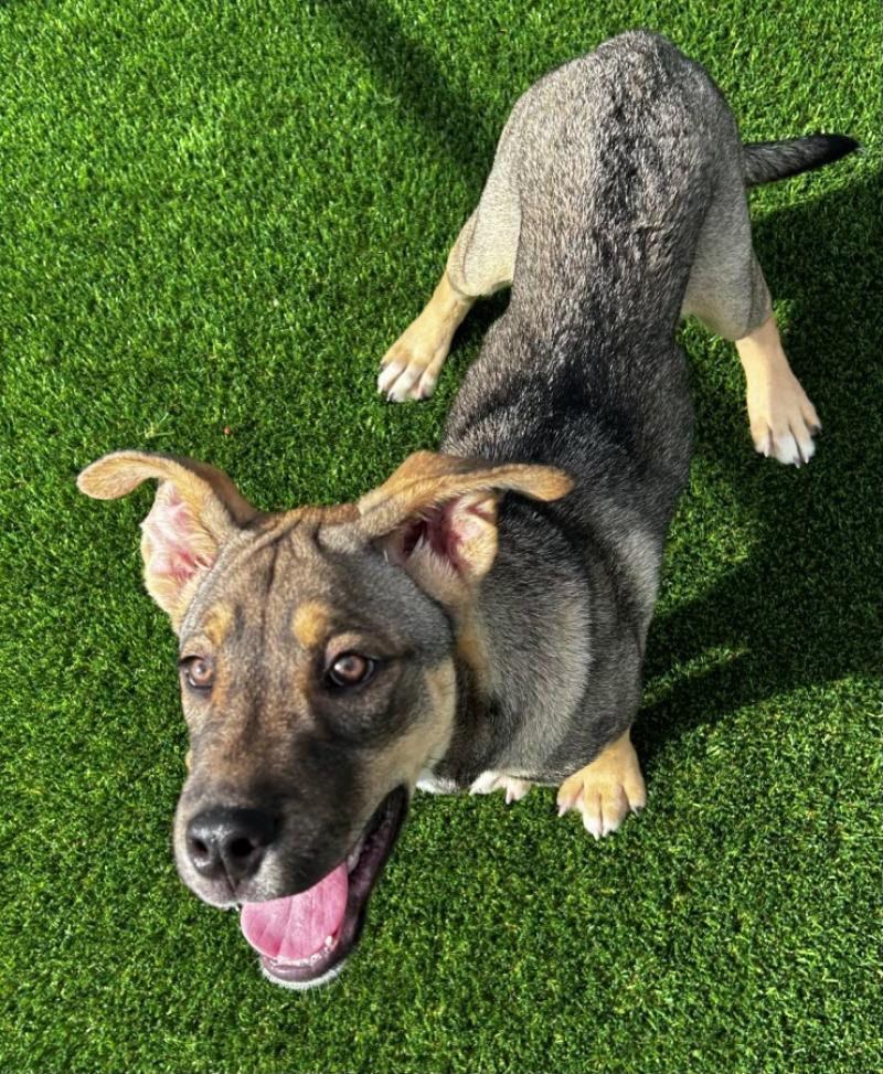 Enlarge Koda, a Adoptable mixed breed in bellefontaine, OH image 2/6