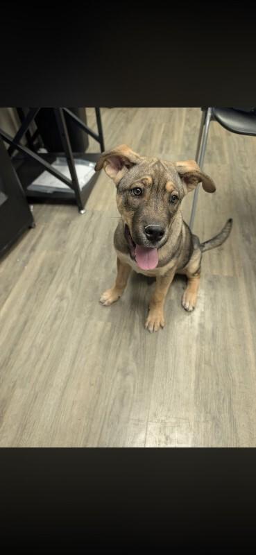 Enlarge Koda, a Adoptable mixed breed in bellefontaine, OH image 3/6