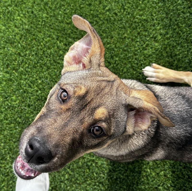 Enlarge Koda, a Adoptable mixed breed in bellefontaine, OH image 4/6