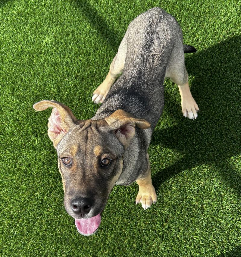 Enlarge Koda, a Adoptable mixed breed in bellefontaine, OH image 5/6