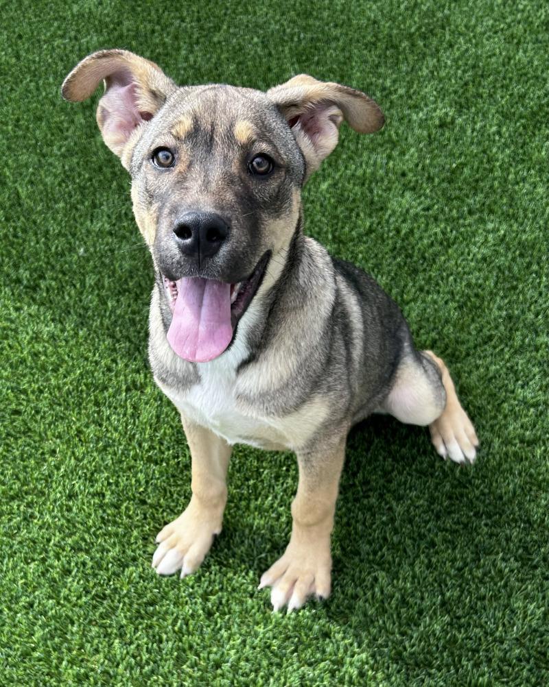 Enlarge Koda, a Adoptable mixed breed in bellefontaine, OH image 6/6