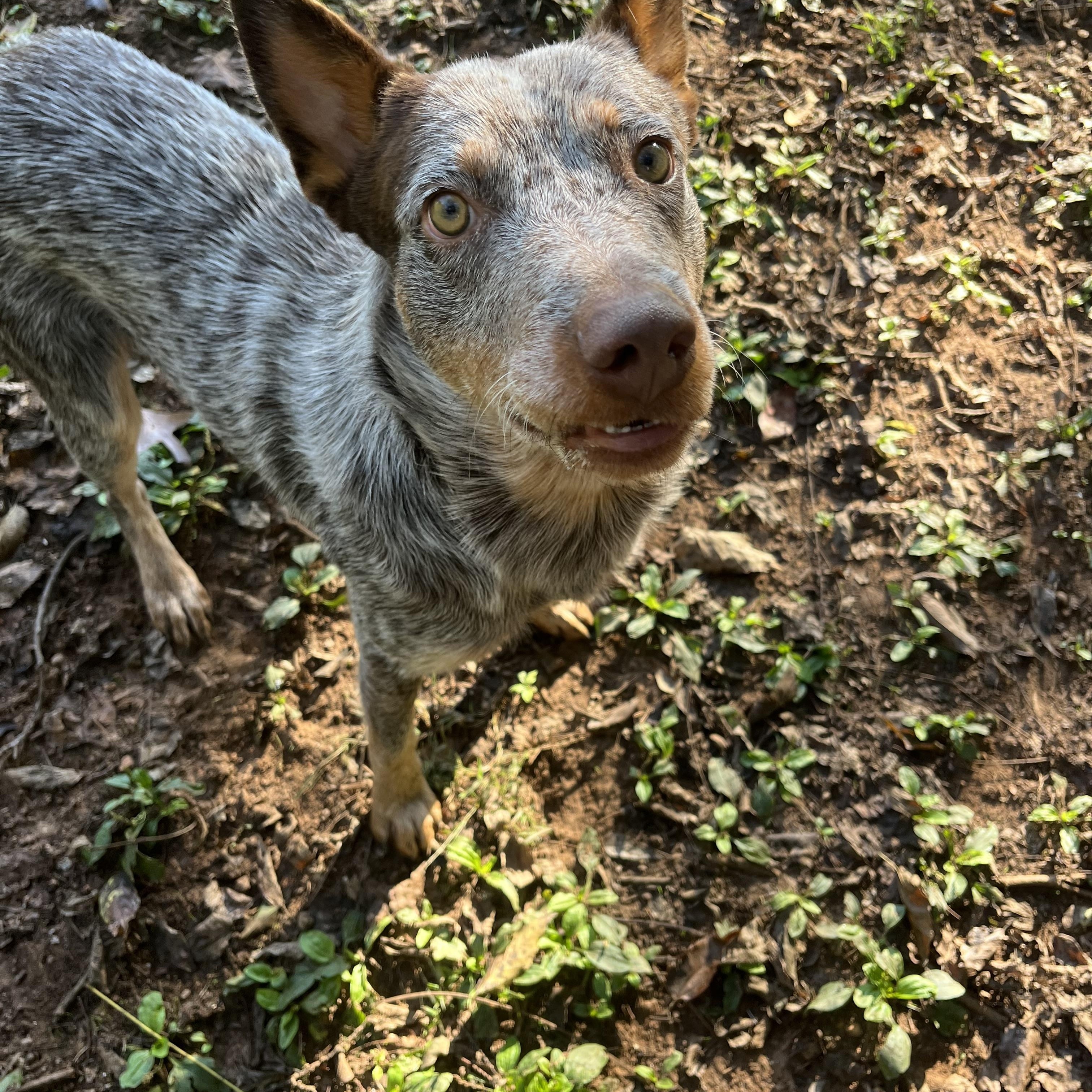 Enlarge Lucky, a Adoptable mixed breed in Loudon, TN image 3/3