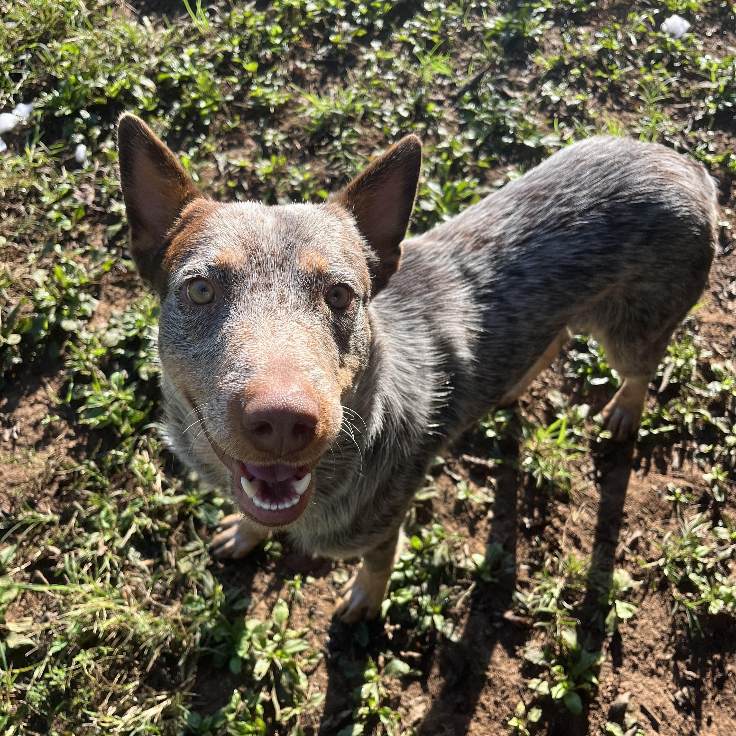 Enlarge Lucky, a Adoptable mixed breed in Loudon, TN image 2/3