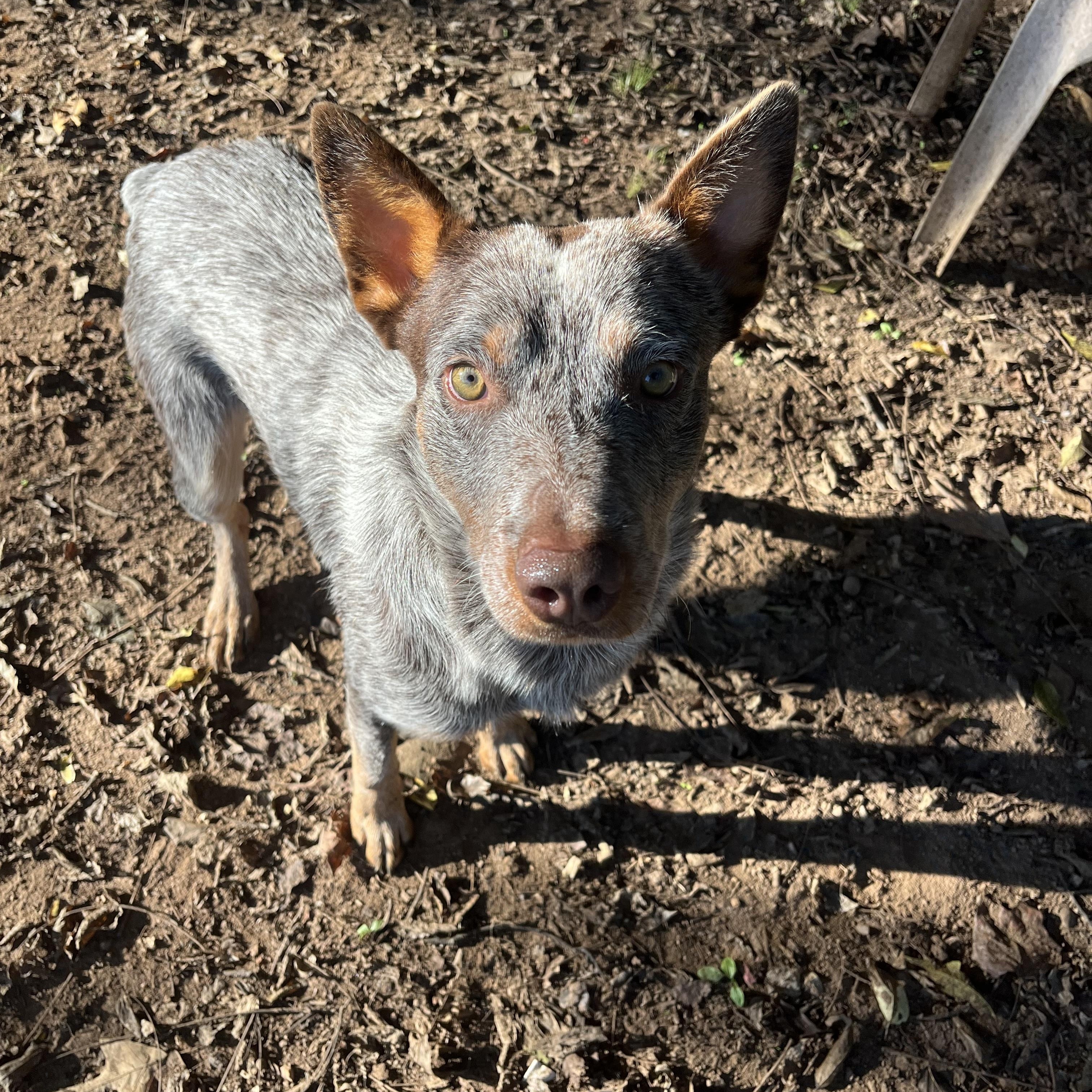 Lucky, Adoptable, Adult Male Australian Cattle Dog / Blue Heeler & Australian Shepherd.
