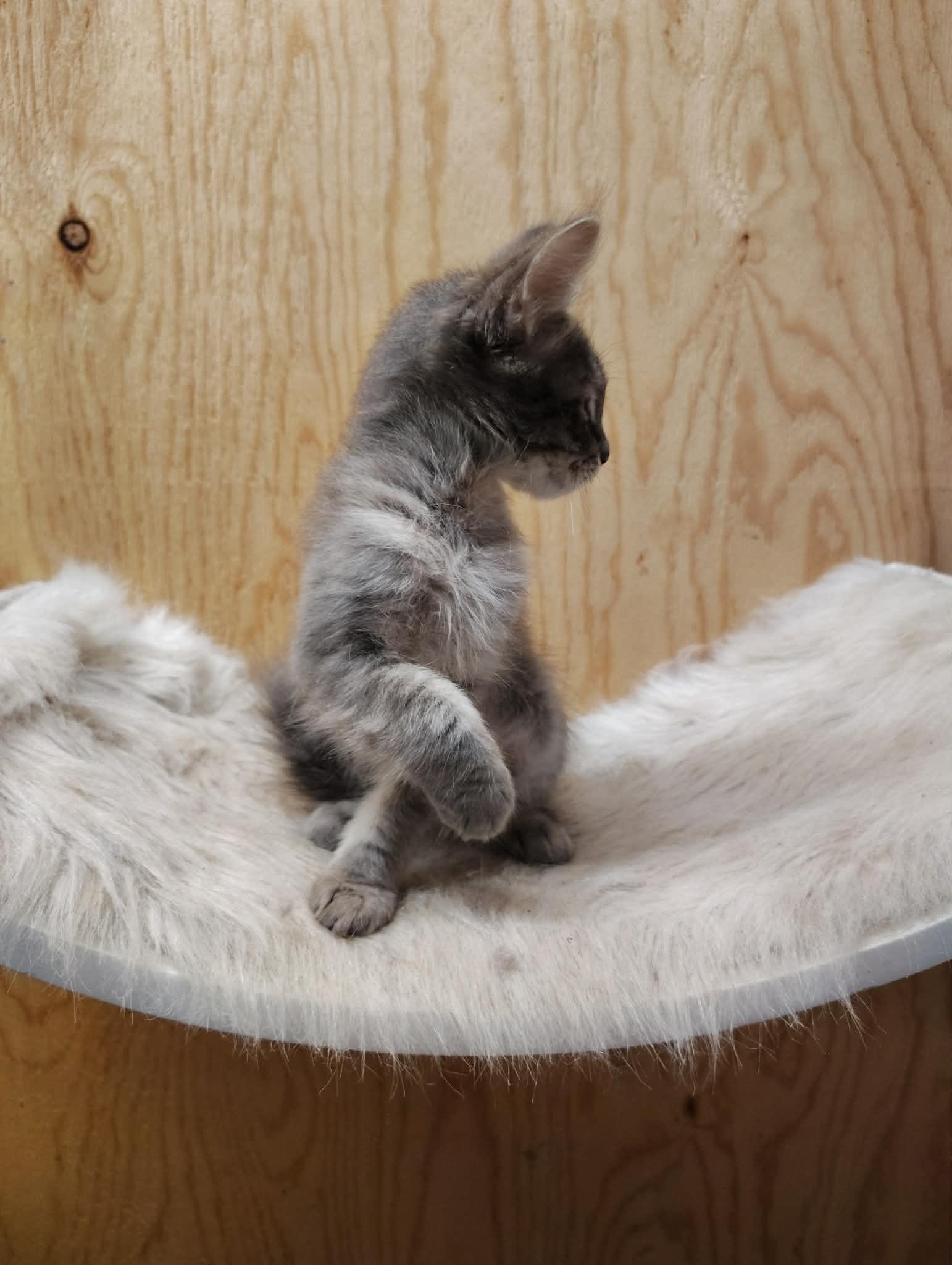 Pebble, an adoptable mixed breed in Oakville, WA image 5/5