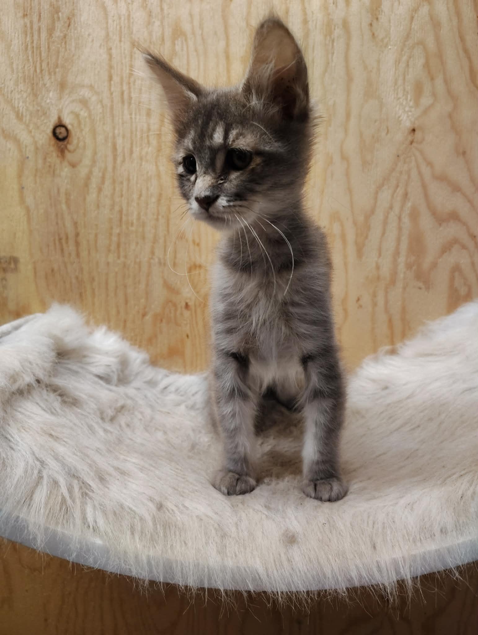 Pebble, an adoptable mixed breed in Oakville, WA image 2/5
