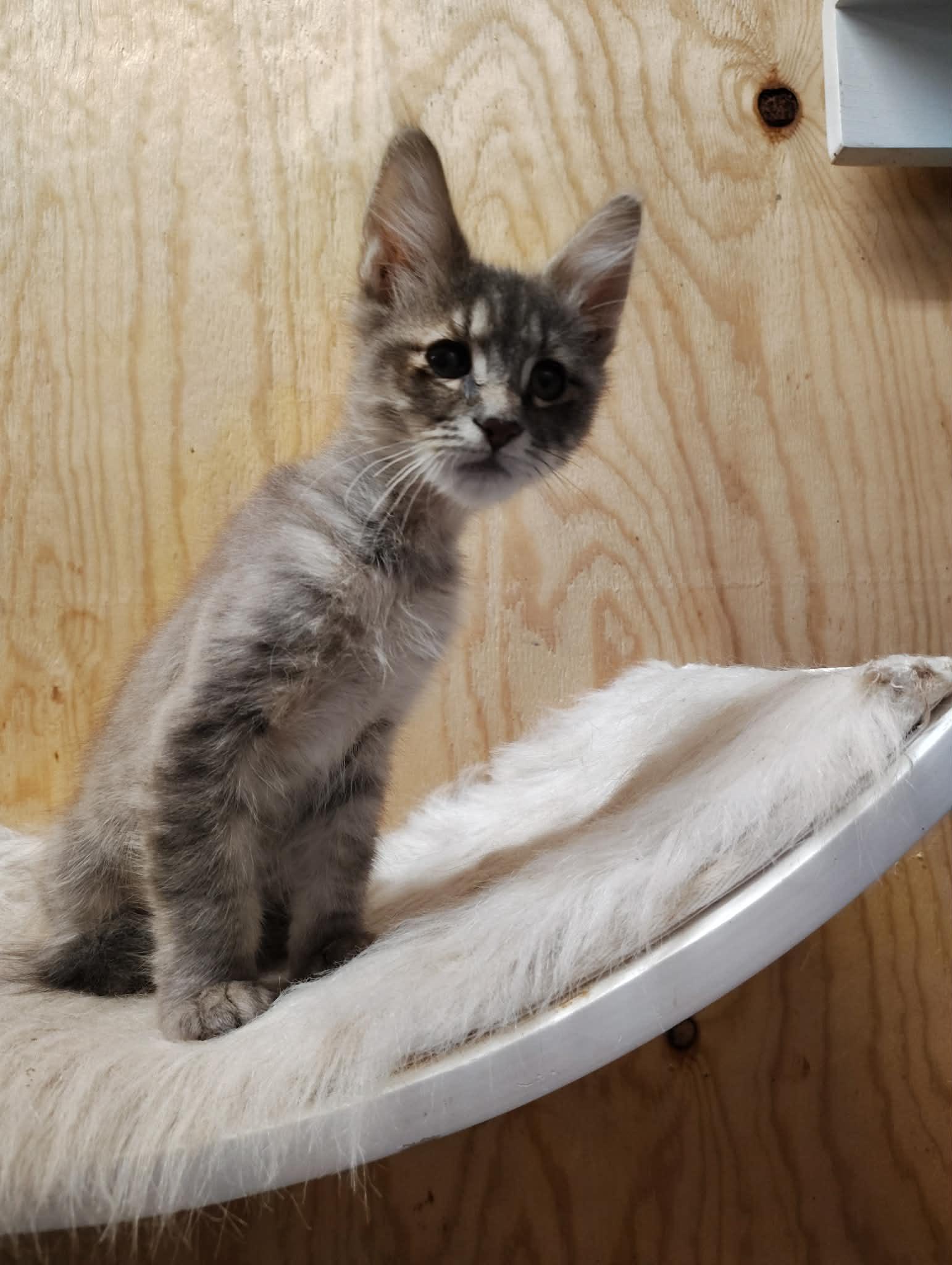 Pebble, an adoptable mixed breed in Oakville, WA image 1/5