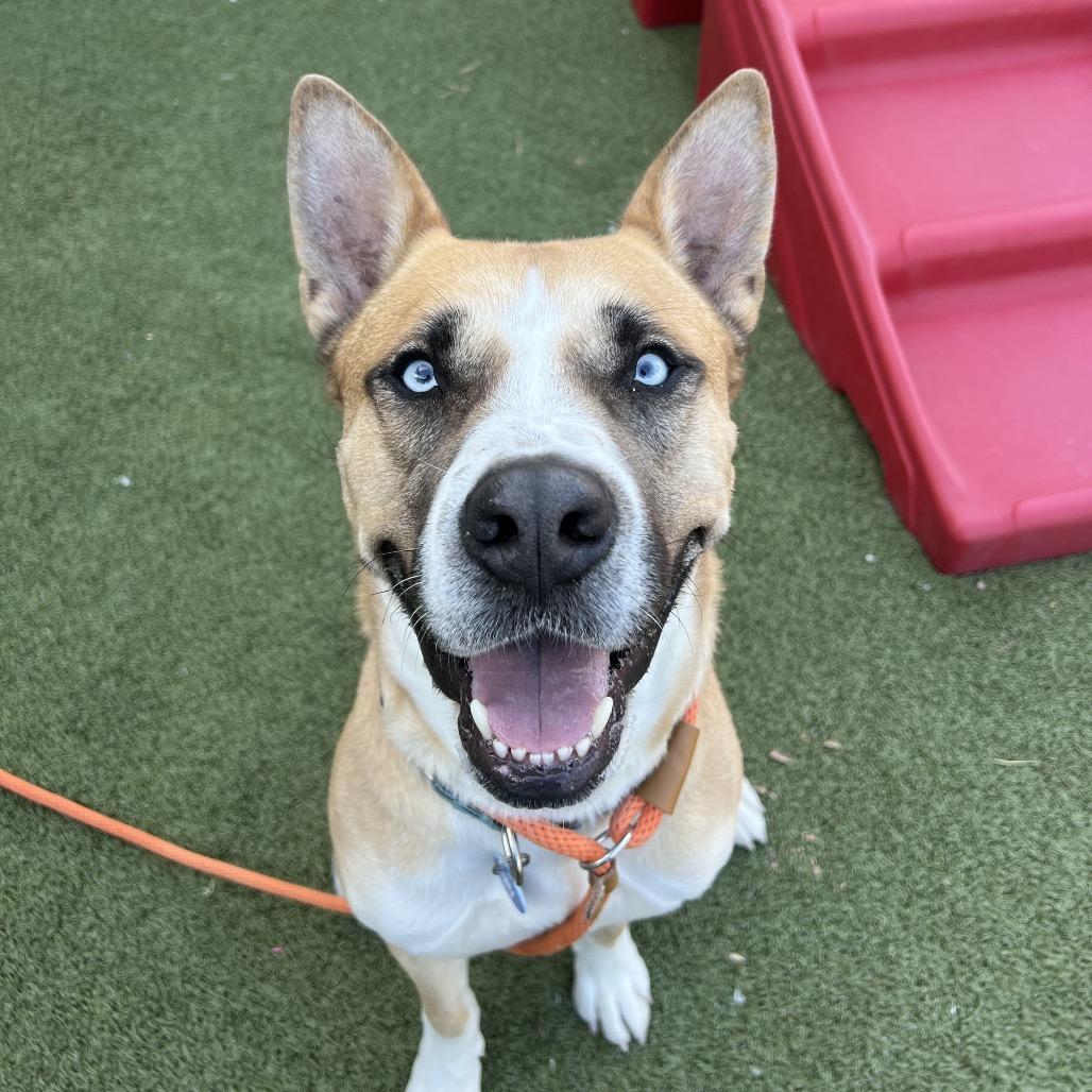 Bucky, Adoptable, Adult Male Husky & Akita.