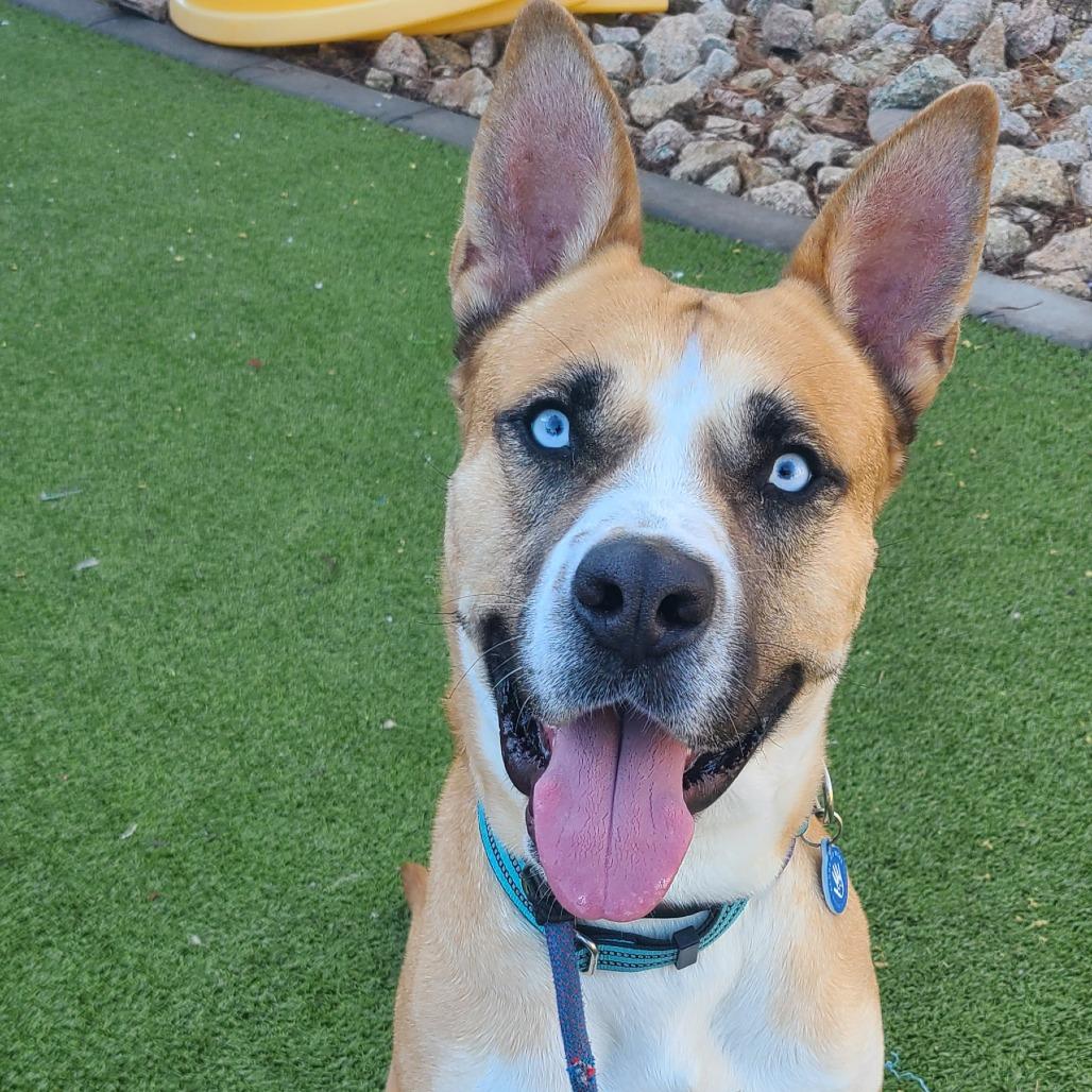Bucky, a Adoptable mixed breed in Apache Junction, AZ image 1/6