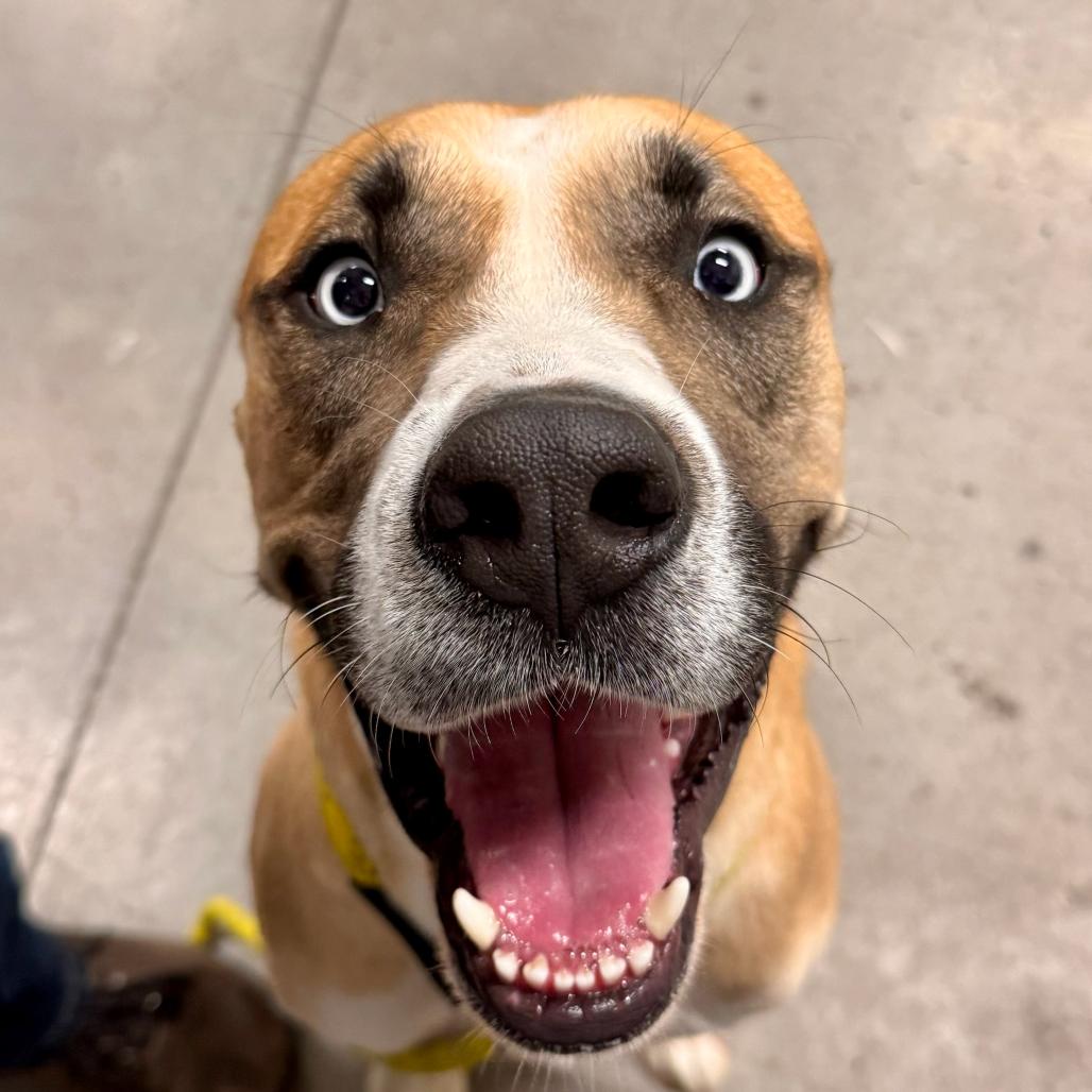 Bucky, a Adoptable mixed breed in Apache Junction, AZ image 3/6