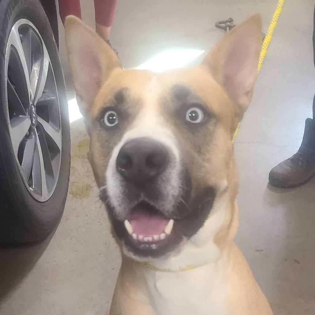 Bucky, a Adoptable mixed breed in Apache Junction, AZ image 6/6