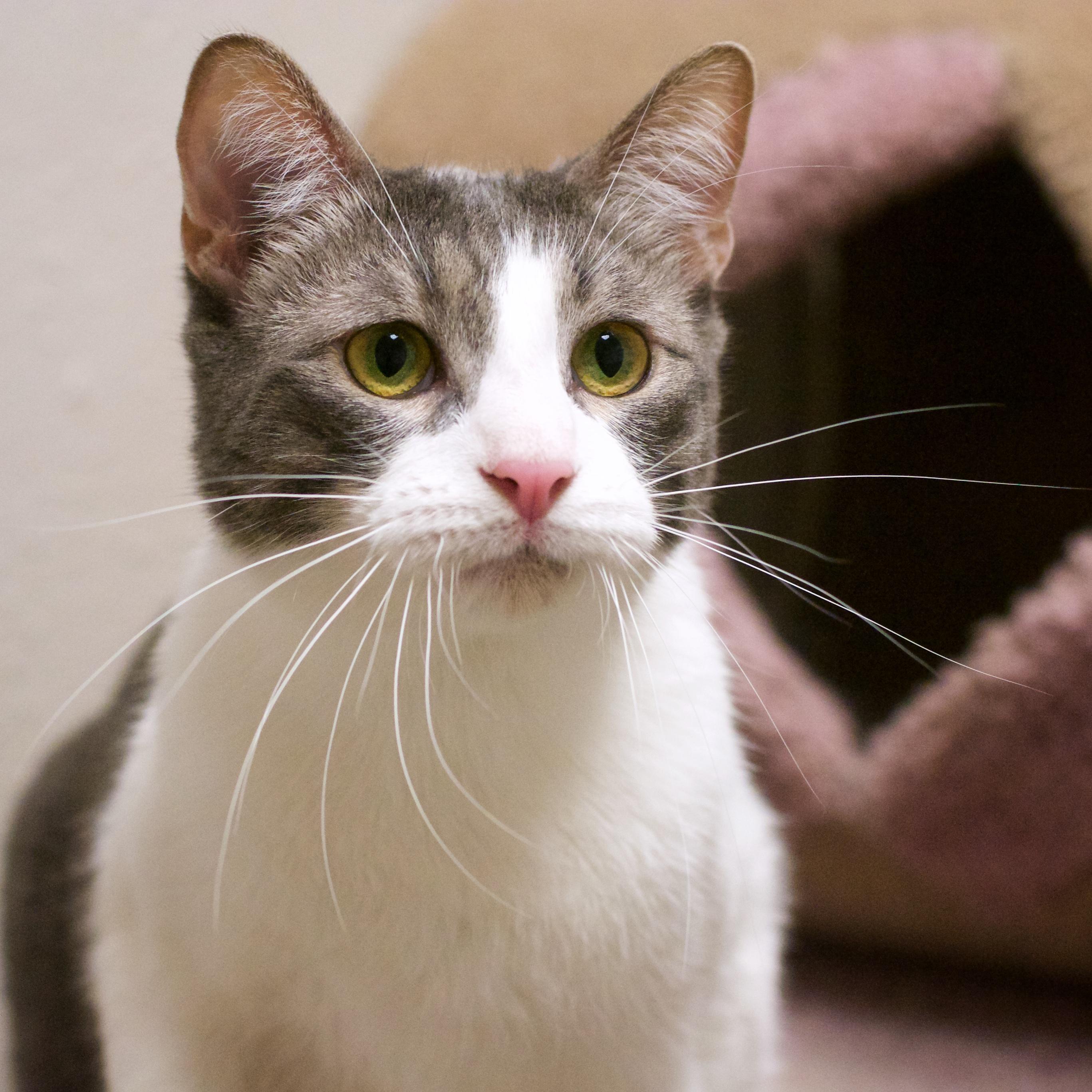 BOBA FETT, Senior Male Tabby