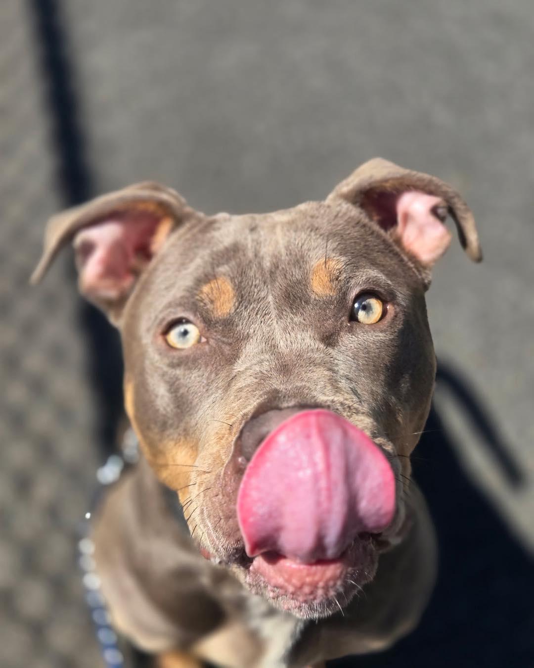 Nala, a ADOPTABLE Pit Bull Terrier in Bloomfield, NJ image 3/6