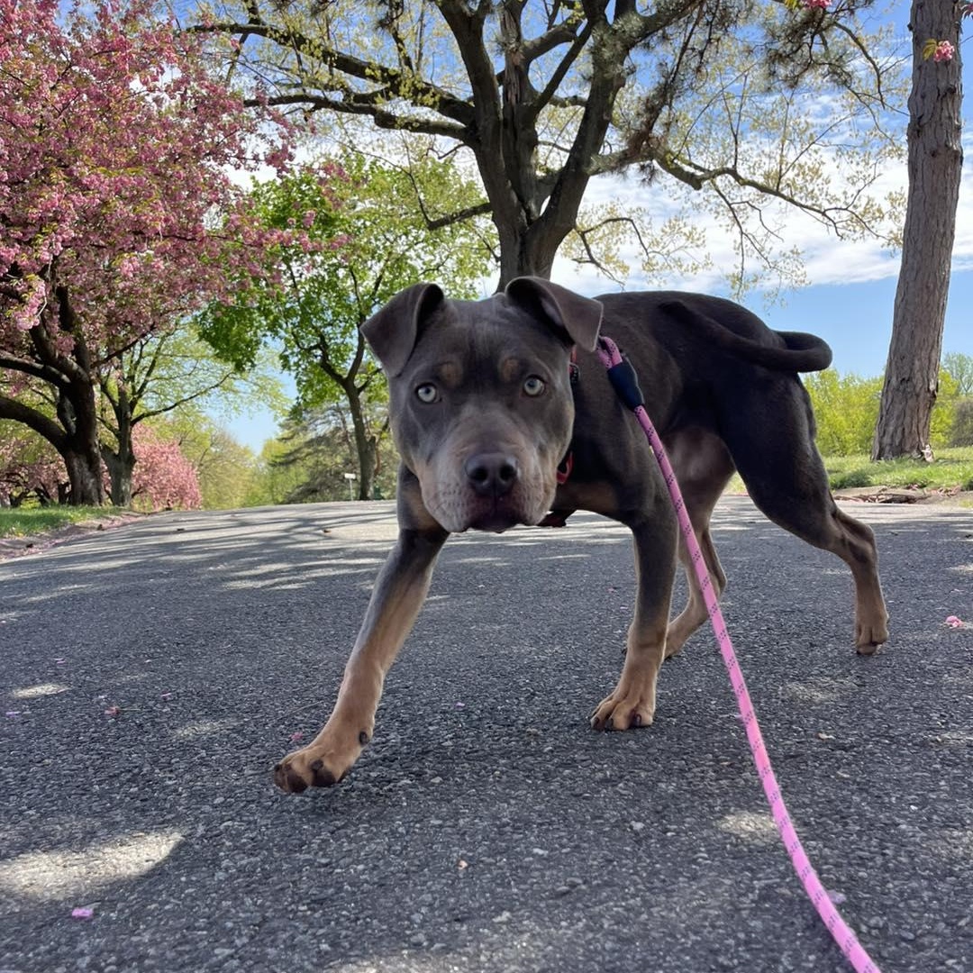 Enlarge Nala, a ADOPTABLE Pit Bull Terrier in Bloomfield, NJ image 2/4