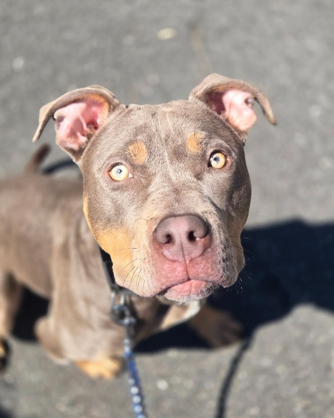 Nala, ADOPTABLE, Young Female Pit Bull Terrier.