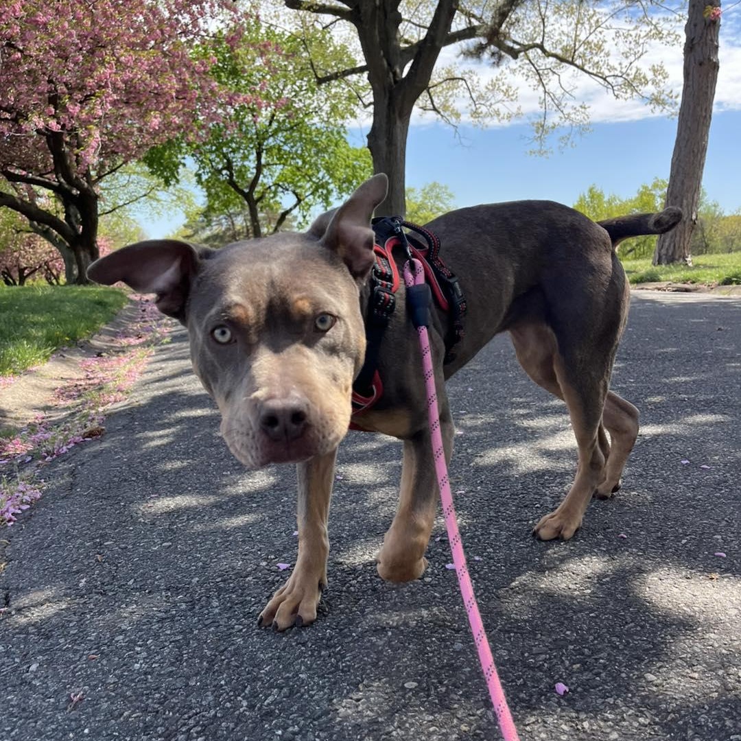 Nala, ADOPTABLE, Young Female Pit Bull Terrier.