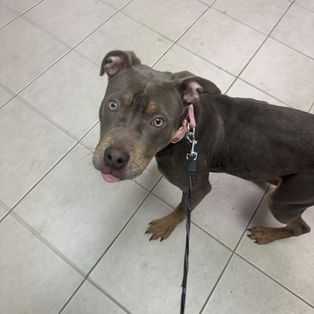 Enlarge Nala, a ADOPTABLE Pit Bull Terrier in Bloomfield, NJ image 4/4