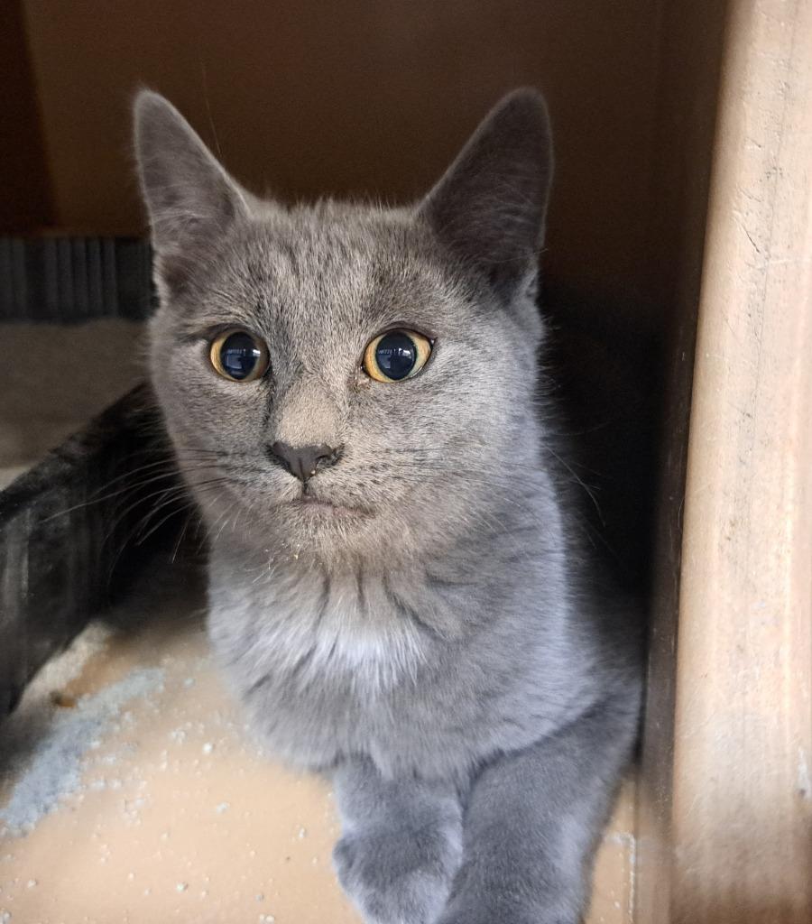 Enlarge George Strait, a Adoptable mixed breed in Fayetteville, TN image 1/1